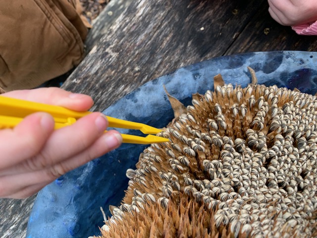 tweezers removing sunflower seeds